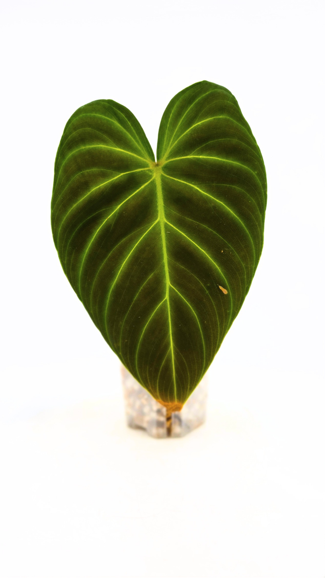 Uncommon indoor plant Philodendron Splendid available for sale at rare house plant shop The Leaf Gallery in Perth, Western Australia