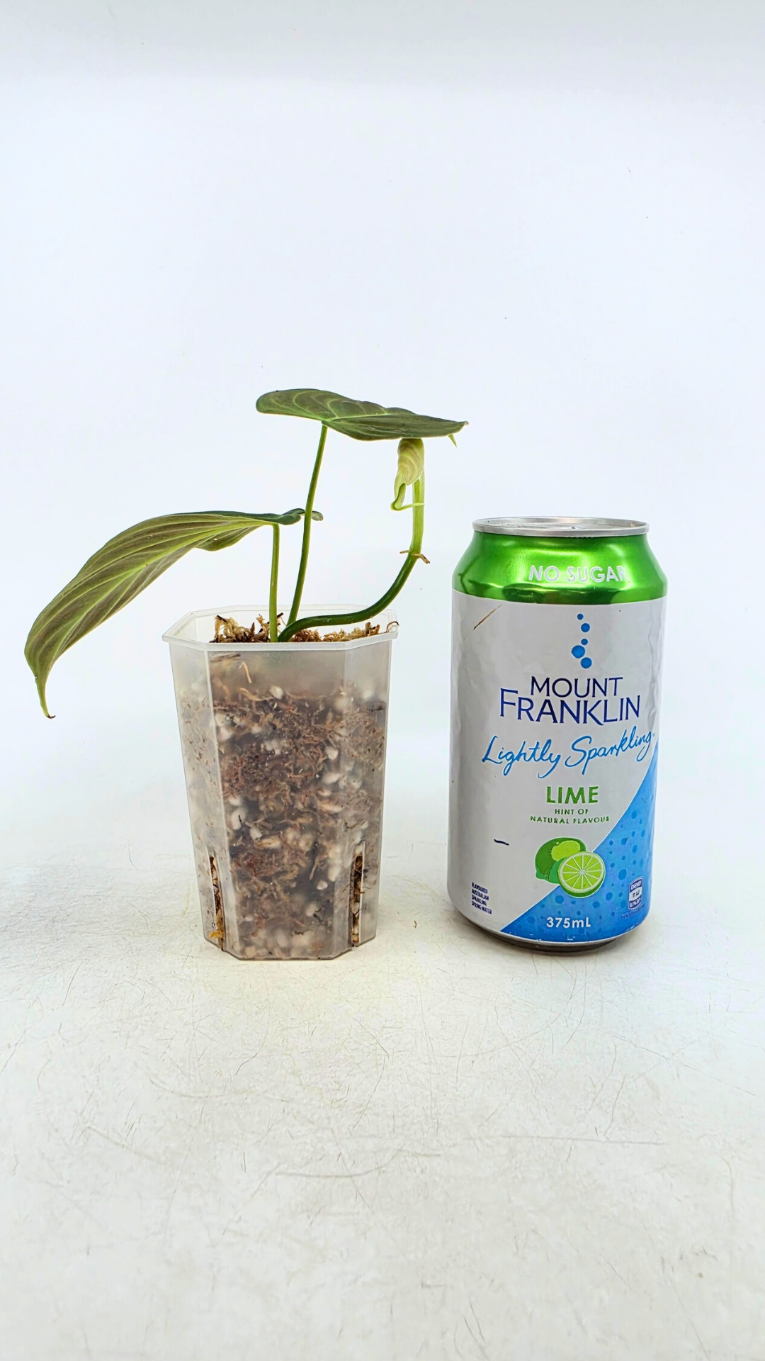 Uncommon indoor plant Philodendron Splendid available for sale at rare house plant shop The Leaf Gallery in Perth, Western Australia