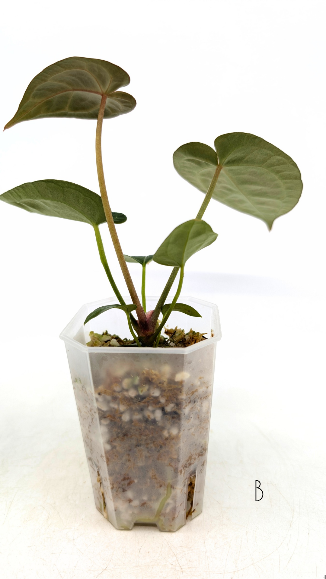 Rare anthurium hybrid Anthurium Dark Forgetii x Bessae Aff X Anthurium Michelle by The Leaf Gallery in Perth, Western Australia