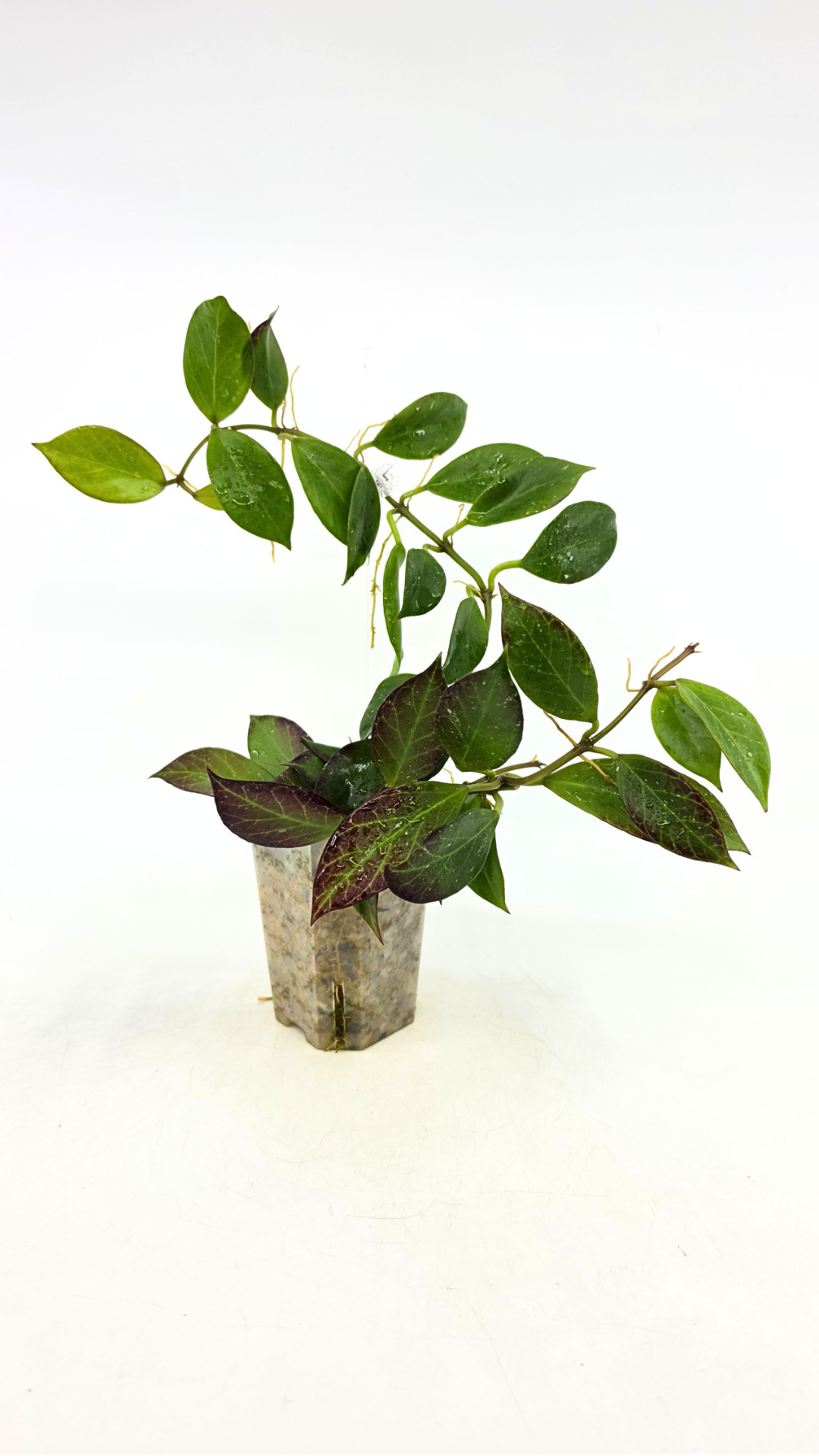 Rare waxplant Hoya Sunrise available at rare plant shop The Leaf Gallery in Perth Western Australia