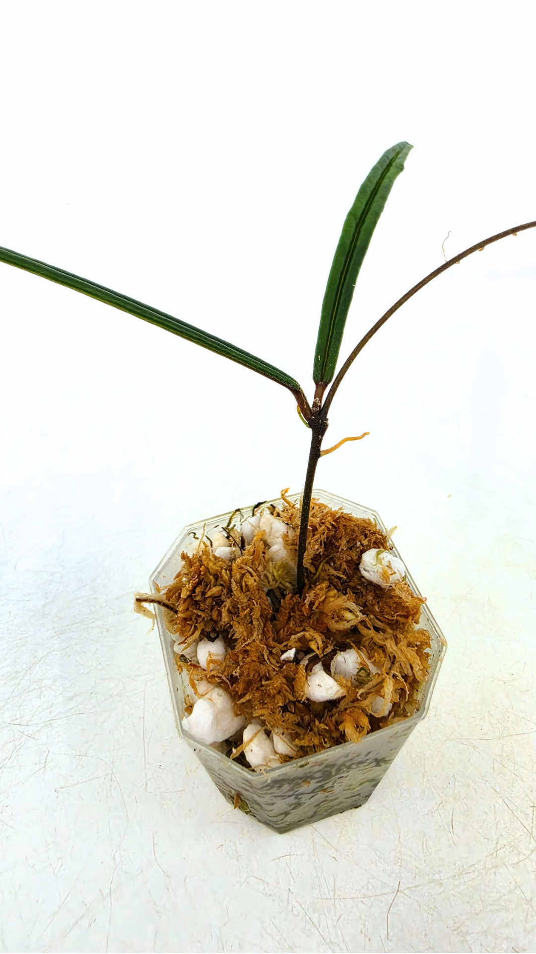 Rare waxplant Hoya Insularis available for sale at rare indoor plant shop The Leaf Gallery in Perth, Western Australia