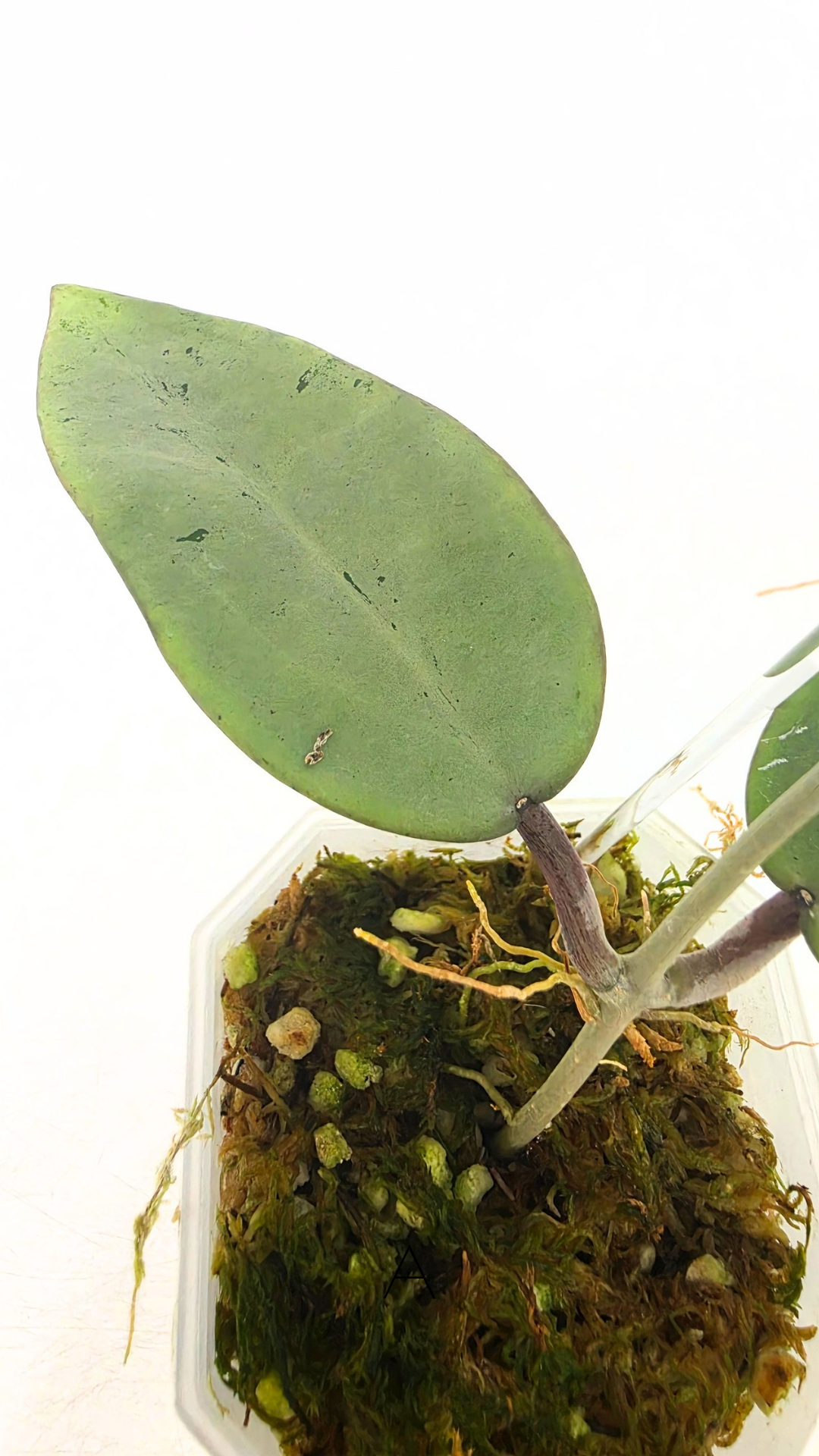 Rare waxplant Hoya Silver Dollar available for sale at rare indoor plant shop The Leaf Gallery in Perth, Western Australia