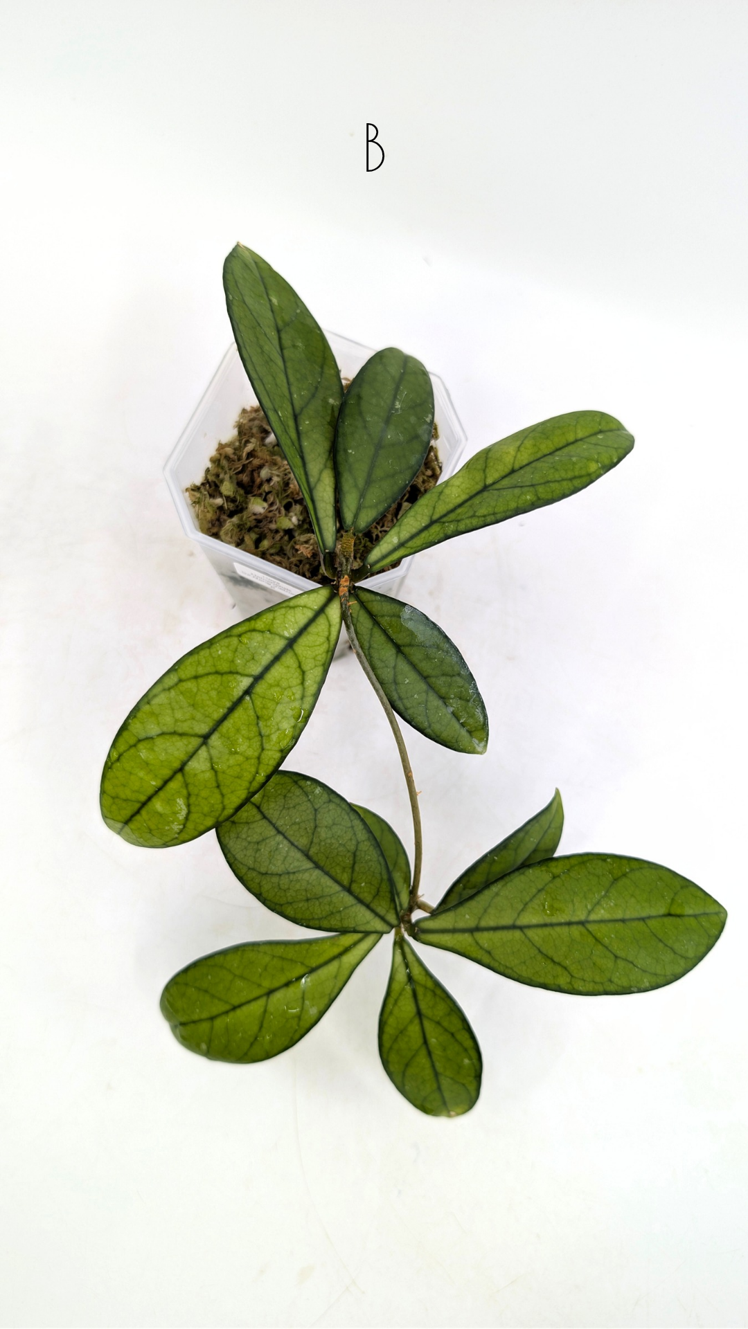 Rare waxplant Hoya Hainanensis Da Nang Vietnam available for sale at rare indoor plant shop The Leaf Gallery in Perth, Western Australia