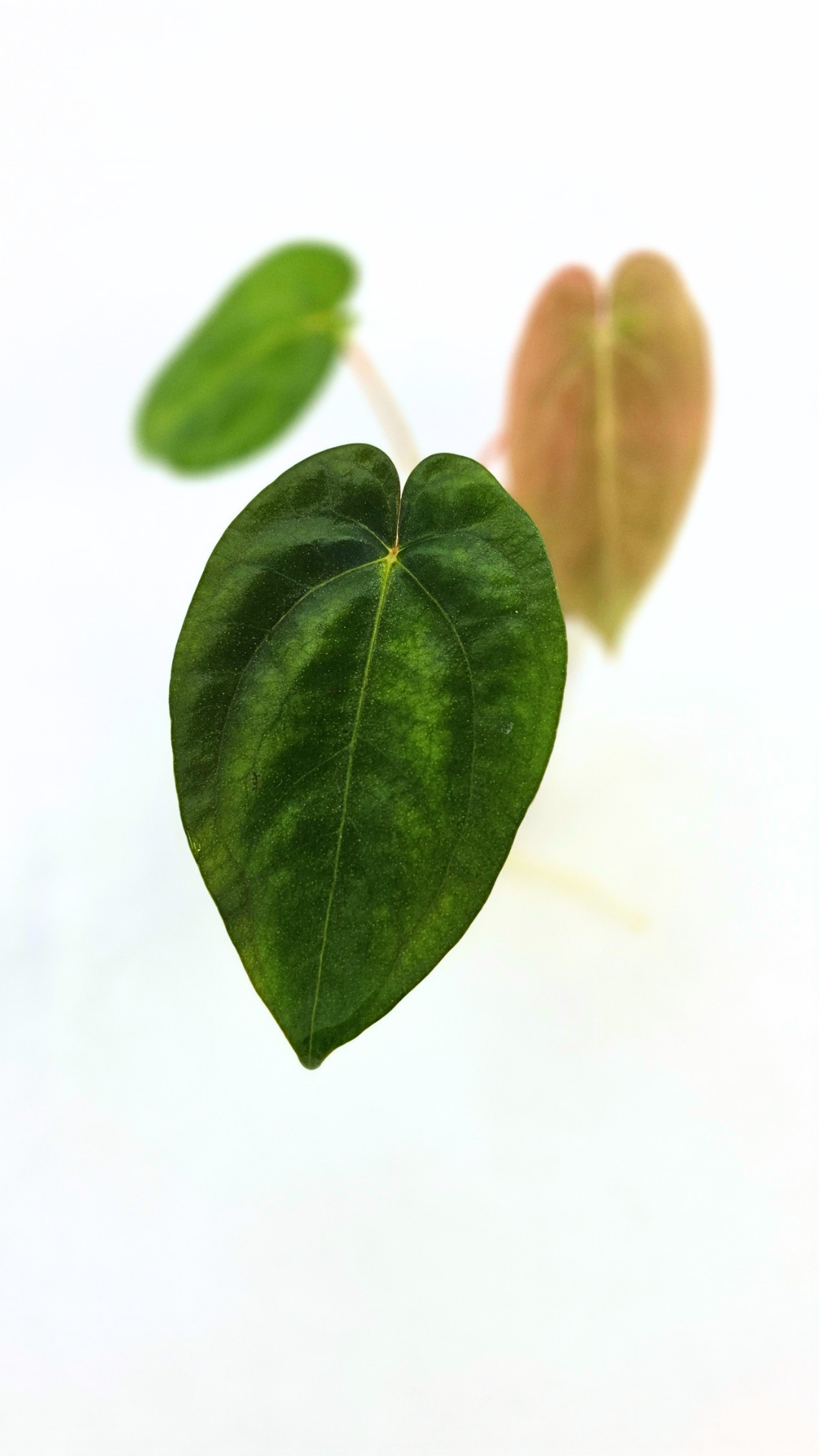 Rare indoor plant Anthurium Papillilaminum pure clone available from rare house plant shop The Leaf Gallery in Perth, Western Australia