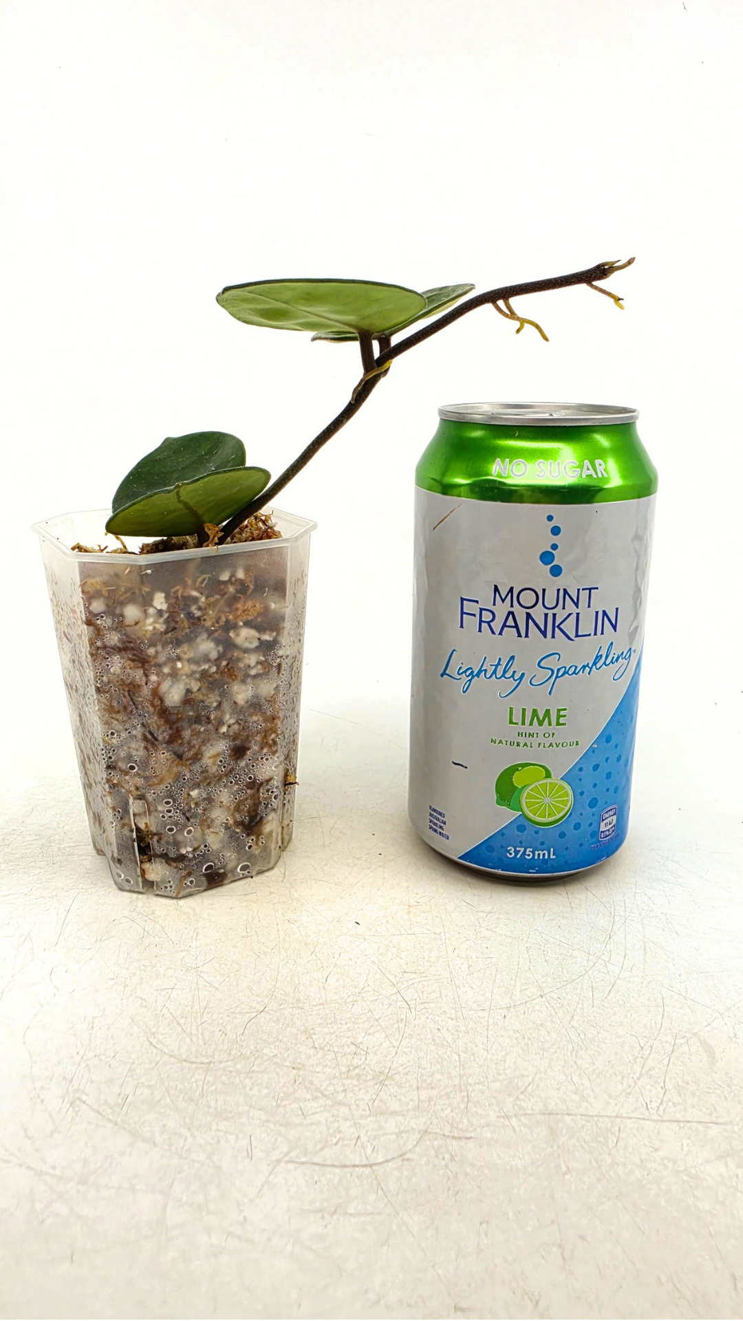 Rare indoor plant hoya carnosa chelsea propagated by and available for sale at rare plant shop The Leaf Gallery in Perth.