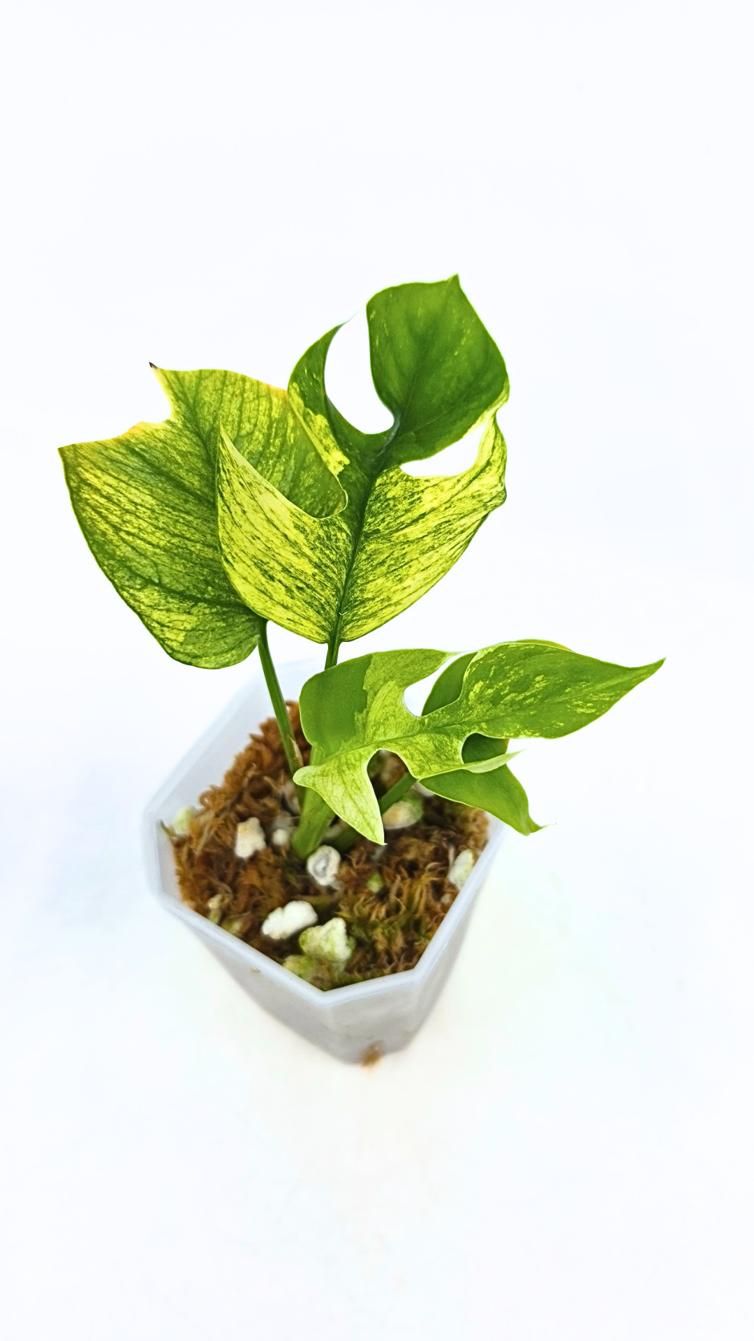 Rare indoor plant Raphidophora Tetrasperma Mint Varigated for sale by rare plant shop The Leaf Gallery in Perth, Western Australia