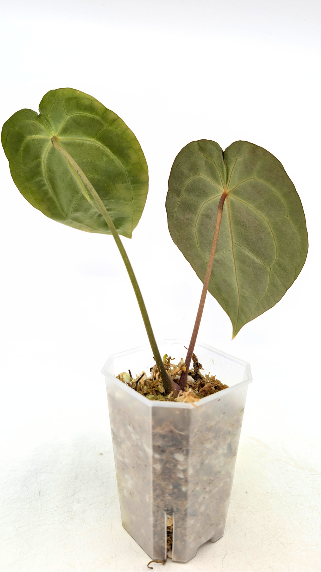 Rare anthurium hybrid Dark Forgetii X Bessae Aff available for sale at rare houseplant shop The Leaf Gallery in Perth, Western Australia