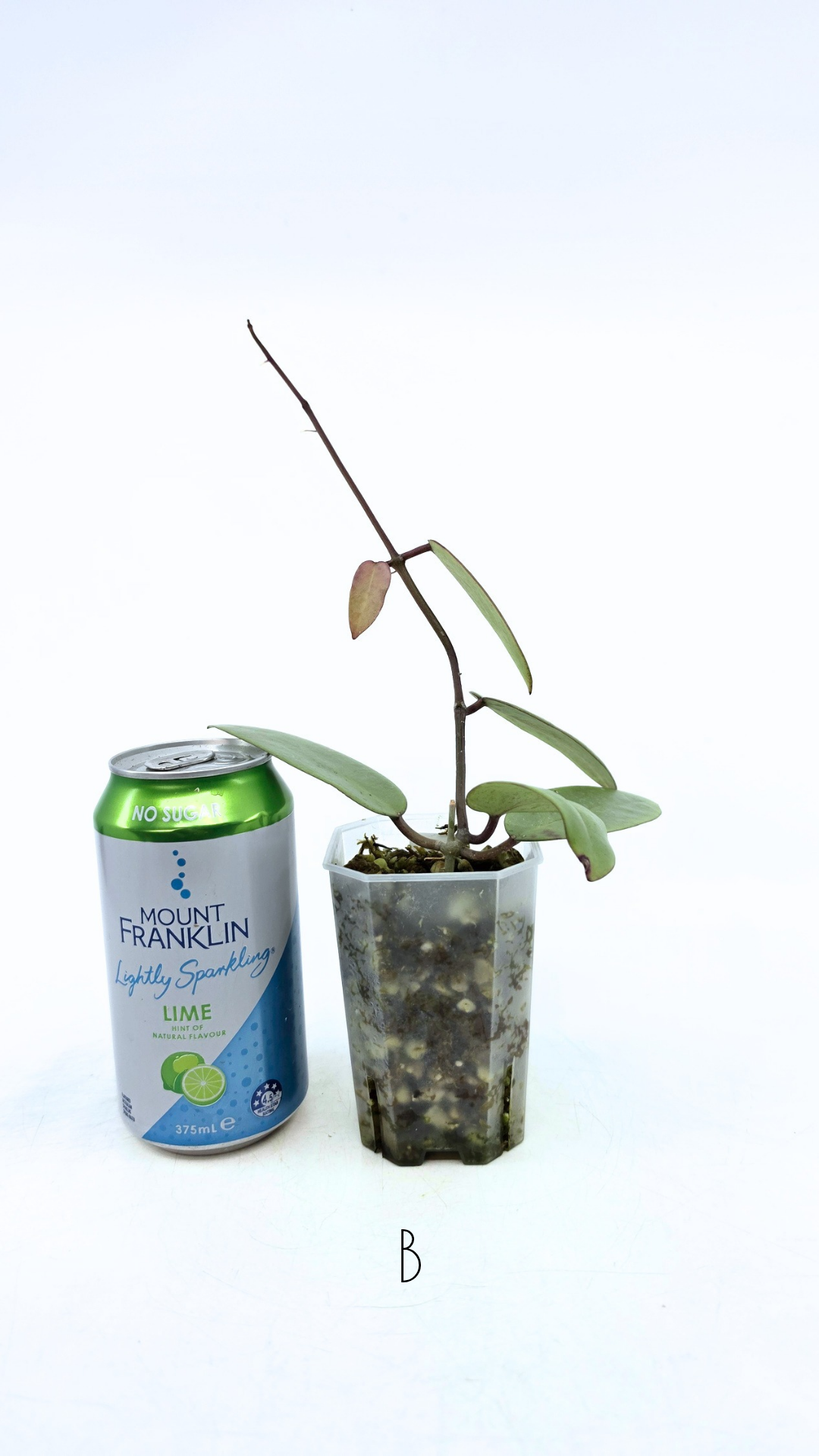 Rare waxplant Hoya Silver Dollar available for sale at rare indoor plant shop The Leaf Gallery in Perth, Western Australia