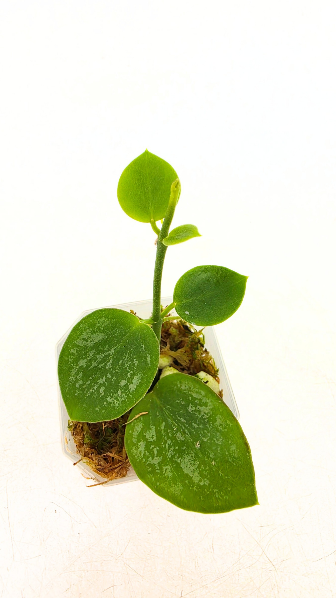 Rare waxplant Hoya Collina Biak Irian Jaya IML1187 available for sale at rare indoor plant shop The Leaf Gallery in Perth, Western Australia