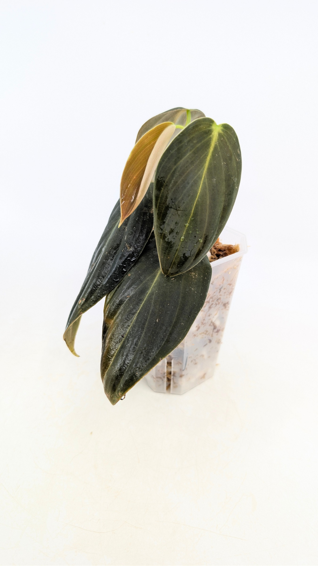 Uncommon indoor plant Philodendron Gigas available for sale at rare house plant shop The Leaf Gallery in Perth, Western Australia