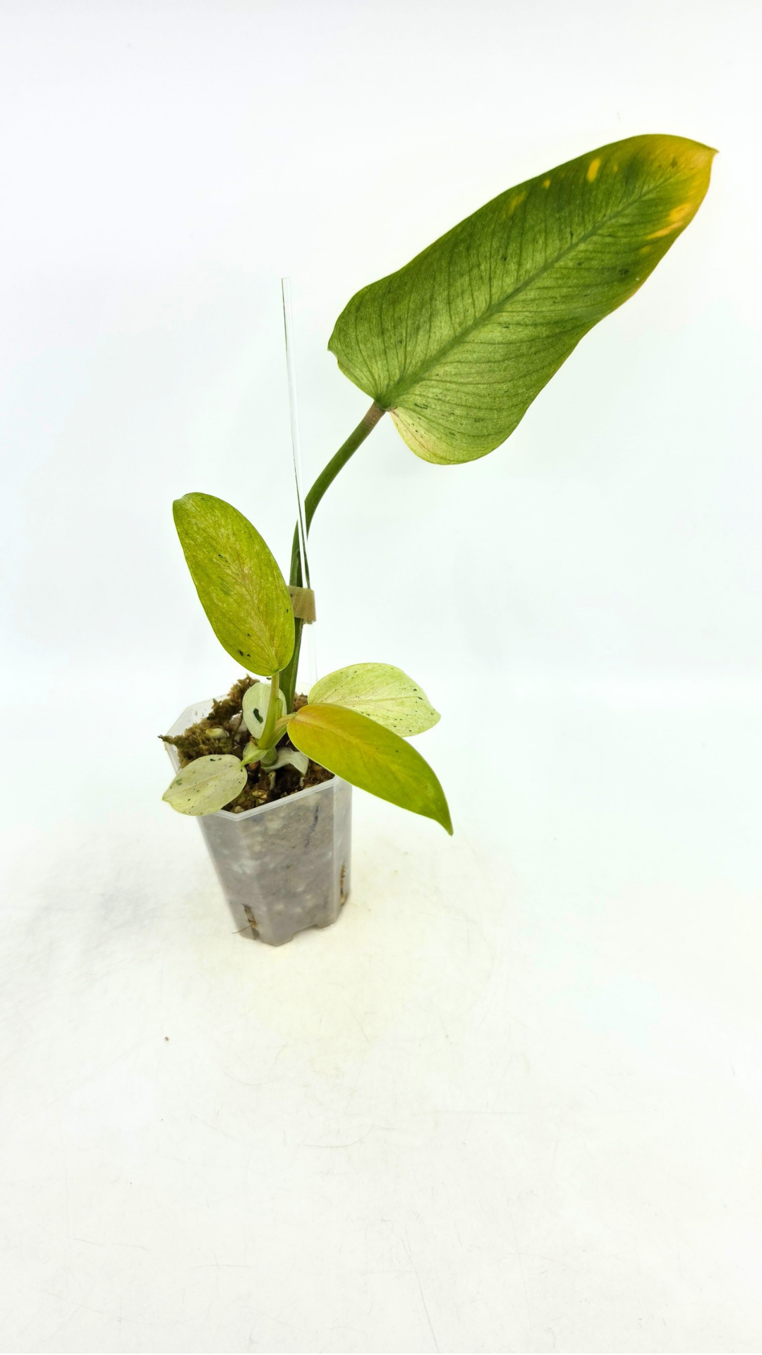 Rare indoor plant Philodendron Whipple Way available for sale at rare plant shop The Leaf Gallery in Perth, Western Australia