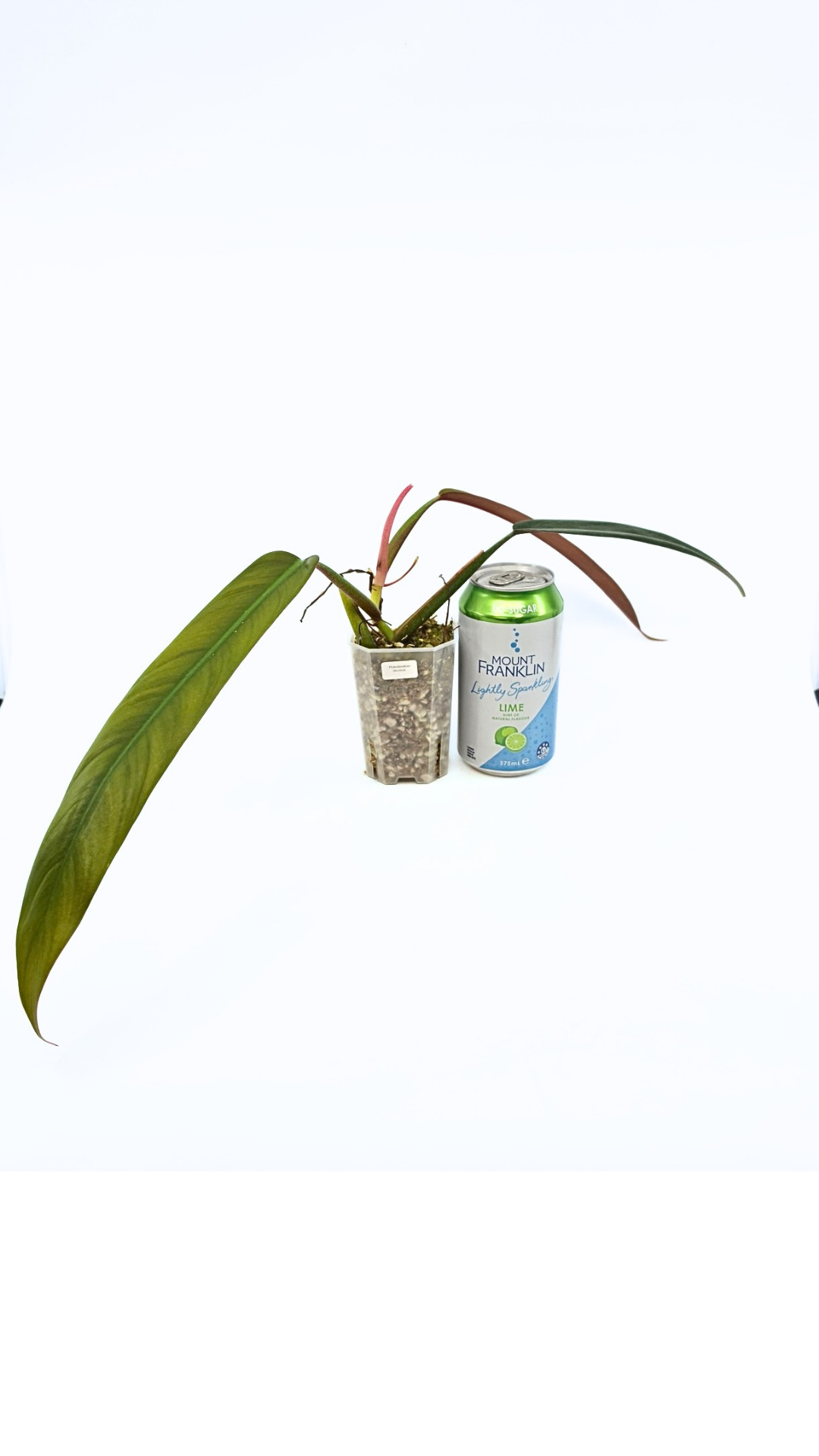 Rare indoor plant Philodendron Bicolour available for sale at rare house plant shop The Leaf Gallery in Perth, Western Australia
