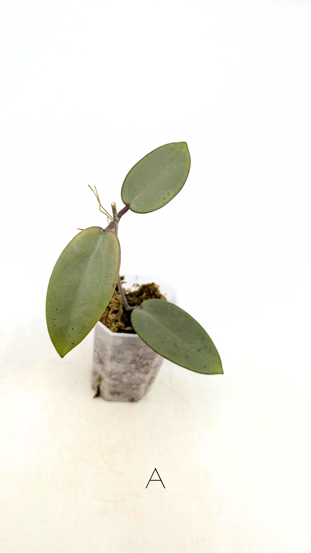 Rare waxplant Hoya Silver Dollar available for sale at rare indoor plant shop The Leaf Gallery in Perth, Western Australia