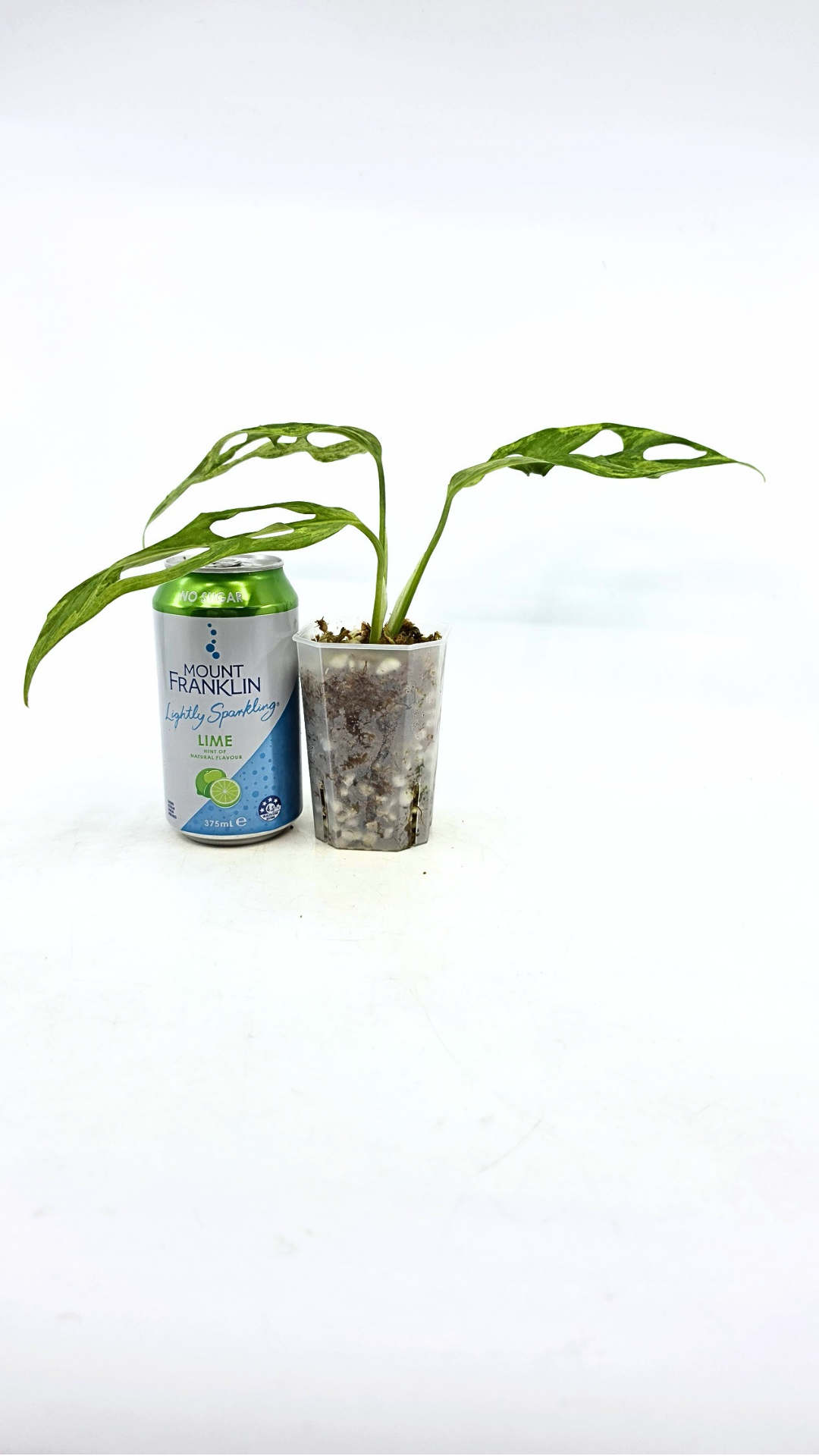 Rare indoor house plant Monstera Adansonii Mottled Mint Varigation available for sale at rare plant shop The Leaf Gallery in Perth, Western Australia