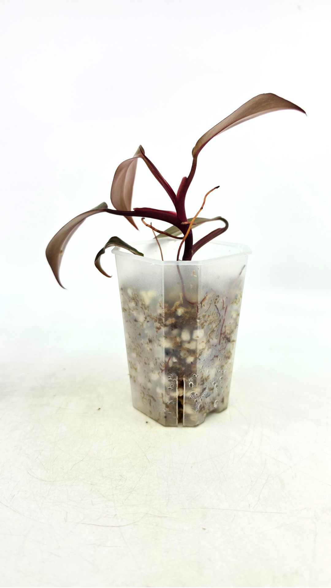 Rare indoor plant Philodendron Orange Princess Varigated available for sale at rare plant shop The Leaf Gallery in Perth, Western Australia
