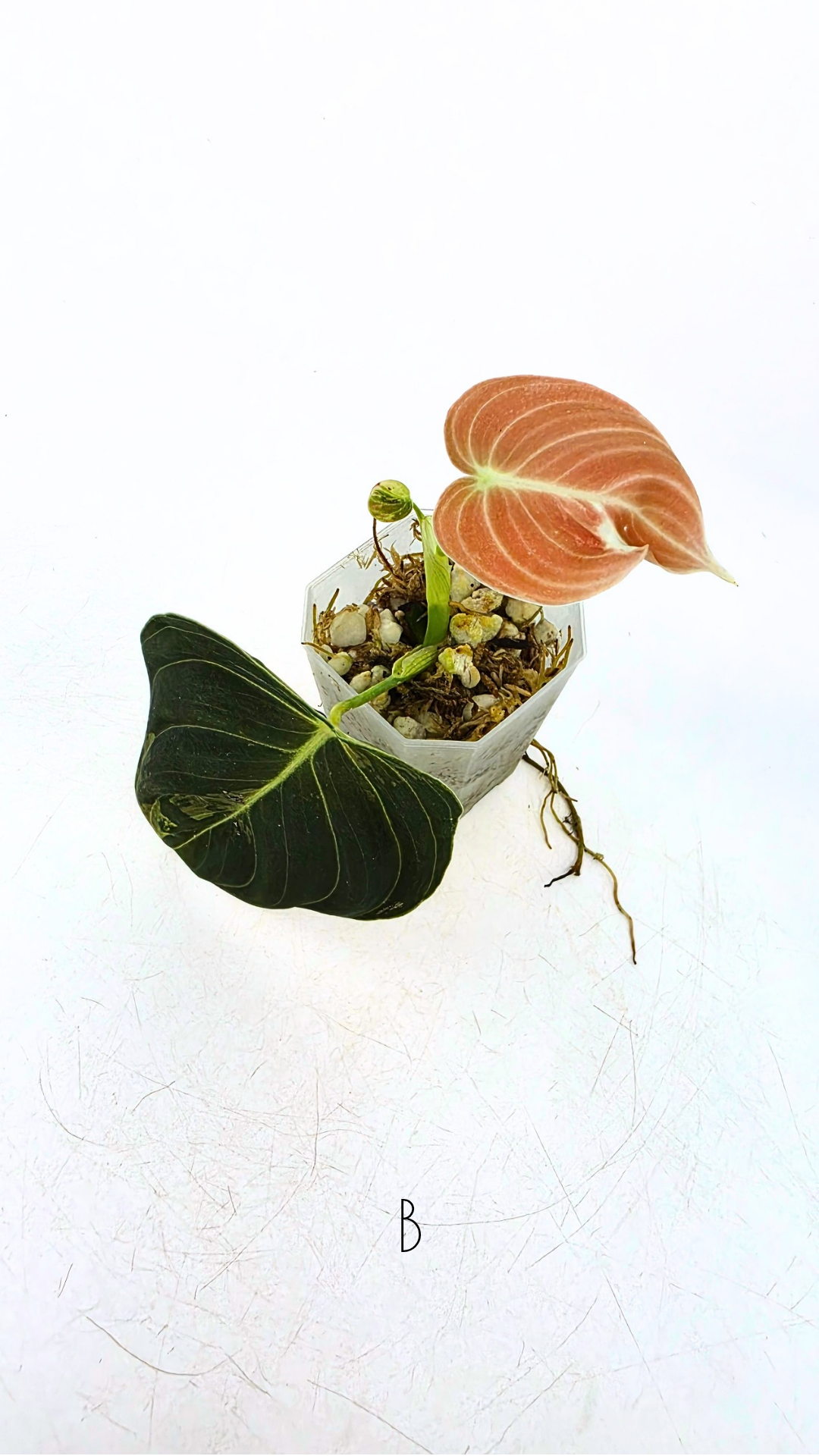 Rare plant Philodendron Melanochrysum Varigated available for sale at rare plant shop The Leaf Gallery in Perth, Western Australia