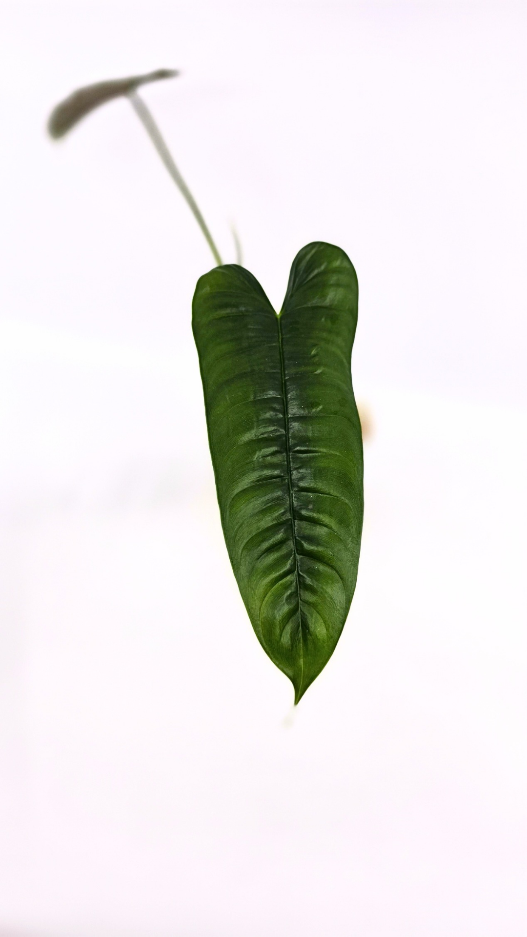 Rare indoor plant Philodendron Felix available for sale at rare house plant shop The Leaf Gallery in Perth, Western Australia