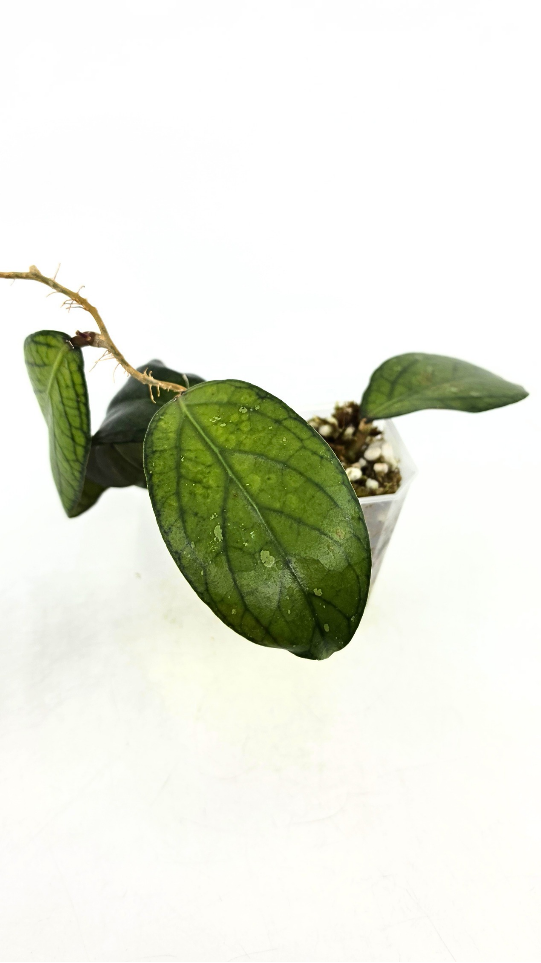 Rare waxplant Hoya Sp Tanggamus available for sale at rare indoor plant shop The Leaf Gallery in Perth, Western Australia