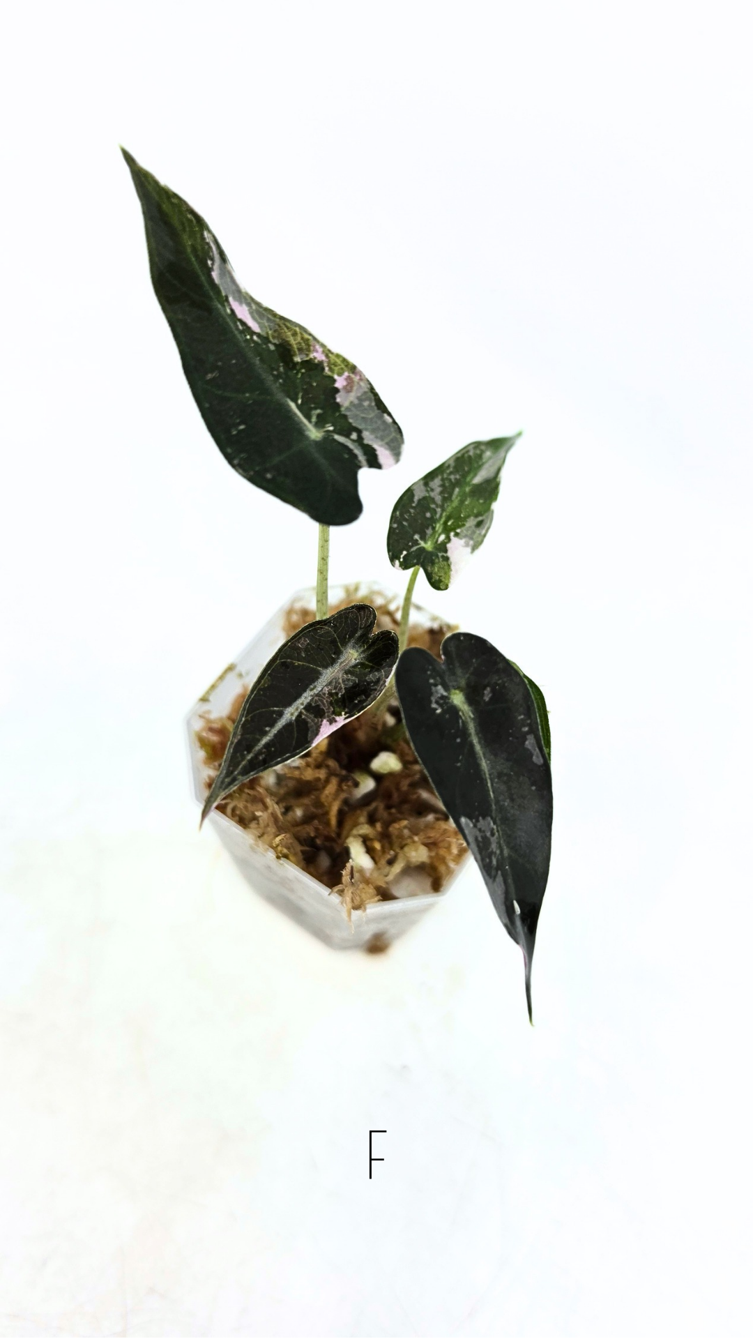 Rare indoor plant Alocasia Amazonica Bambino Pink TC plantlets available for sale at rare houseplant shop The Leaf Gallery in Perth, Western Australia