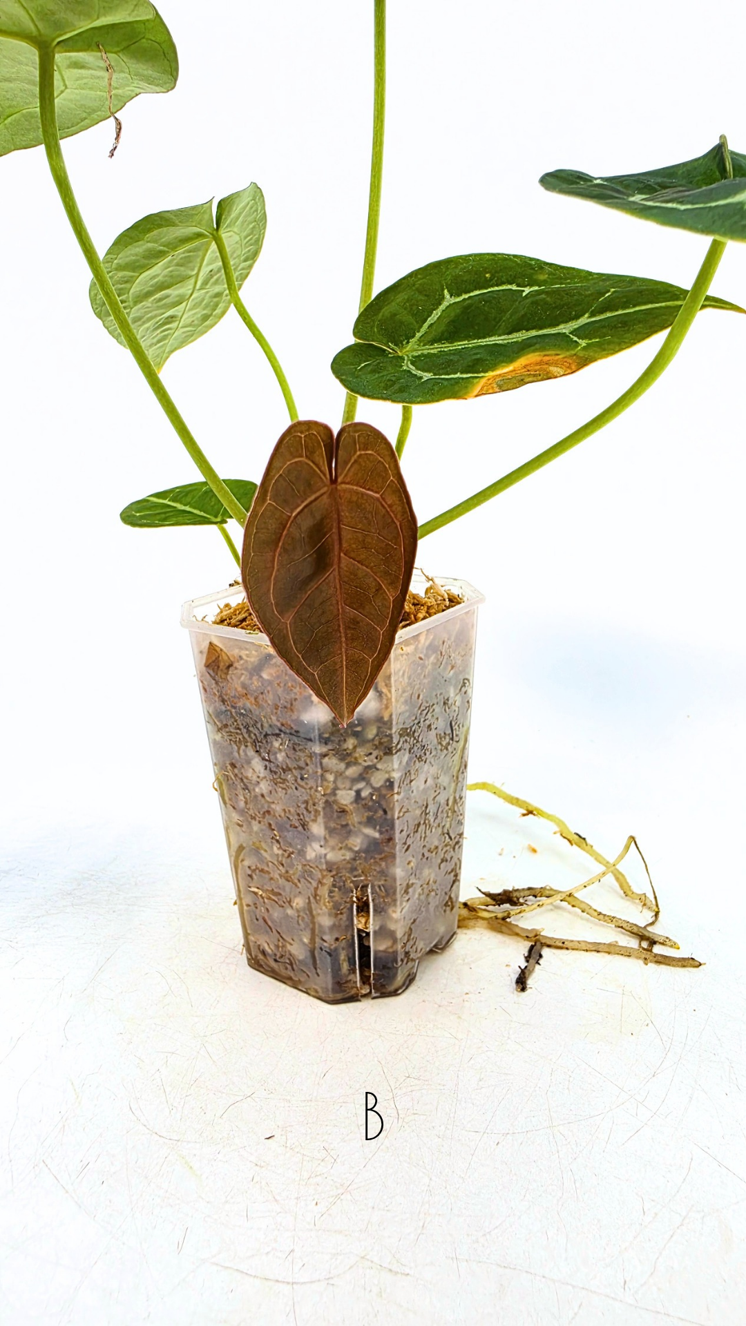 Rare anthurium hybrid Anthurium Dark Forgetii x Bessae Aff X Anthurium Michelle by The Leaf Gallery in Perth, Western Australia