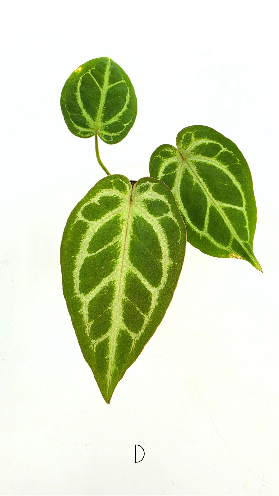 Rare anthurium hybrid Anthurium red dorayaki mutation with Anthurium Michelle by The Leaf Gallery in Perth, Western Australia