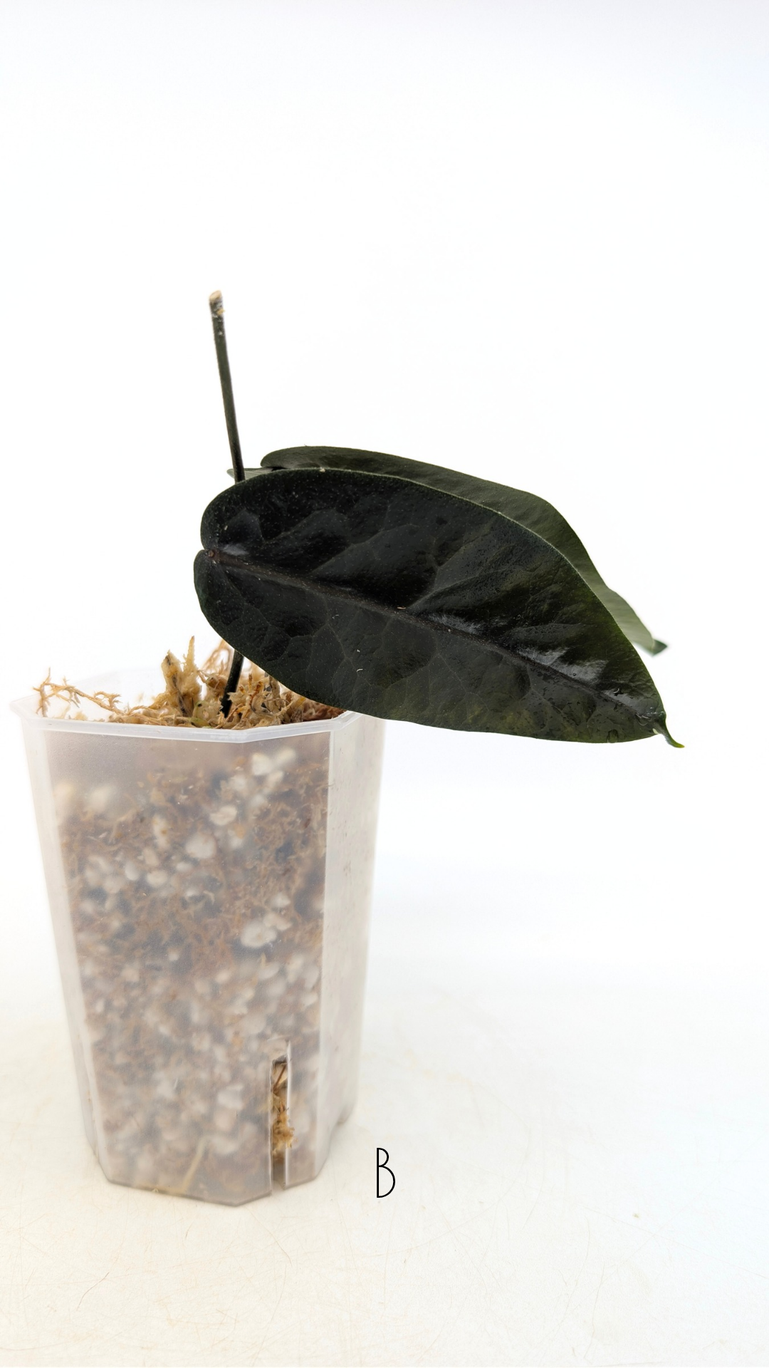 Rare waxplant hoya megalaster IML1007 available for sale at rare plant shop The Leaf Gallery in Perth, Western Australia