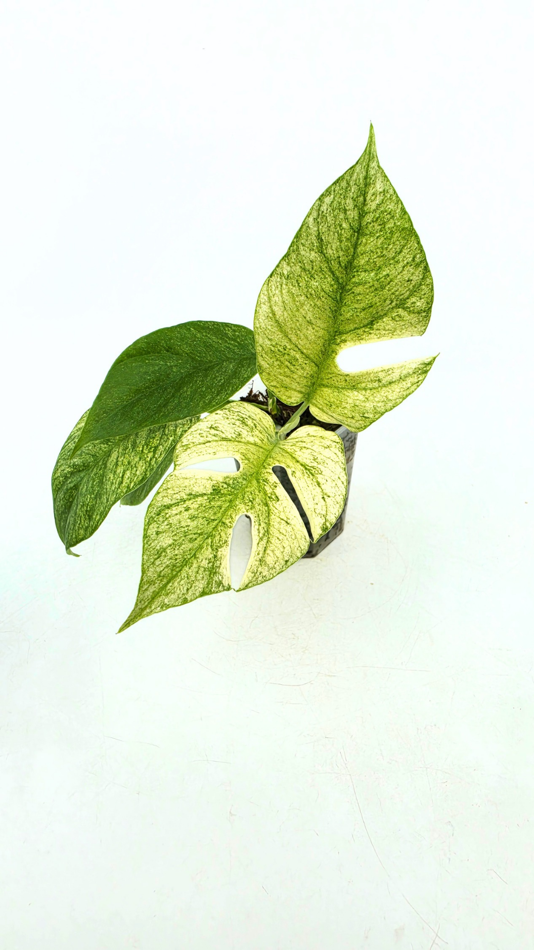 Rare indoor plant Raphidophora Tetrasperma Mint Varigated for sale by rare plant shop The Leaf Gallery in Perth, Western Australia