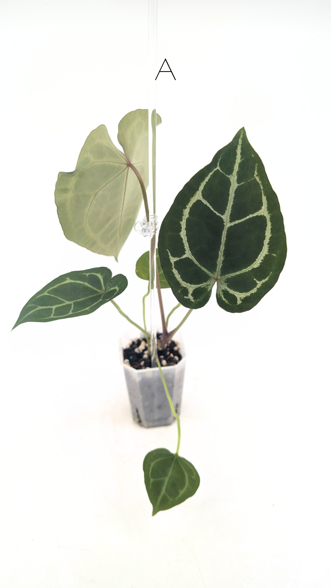 Rare indoor plant Anthurium SKG Silver with Anthurium Forgetii hybrid available at rare plant shop The Leaf Gallery in Perth, Western Australia