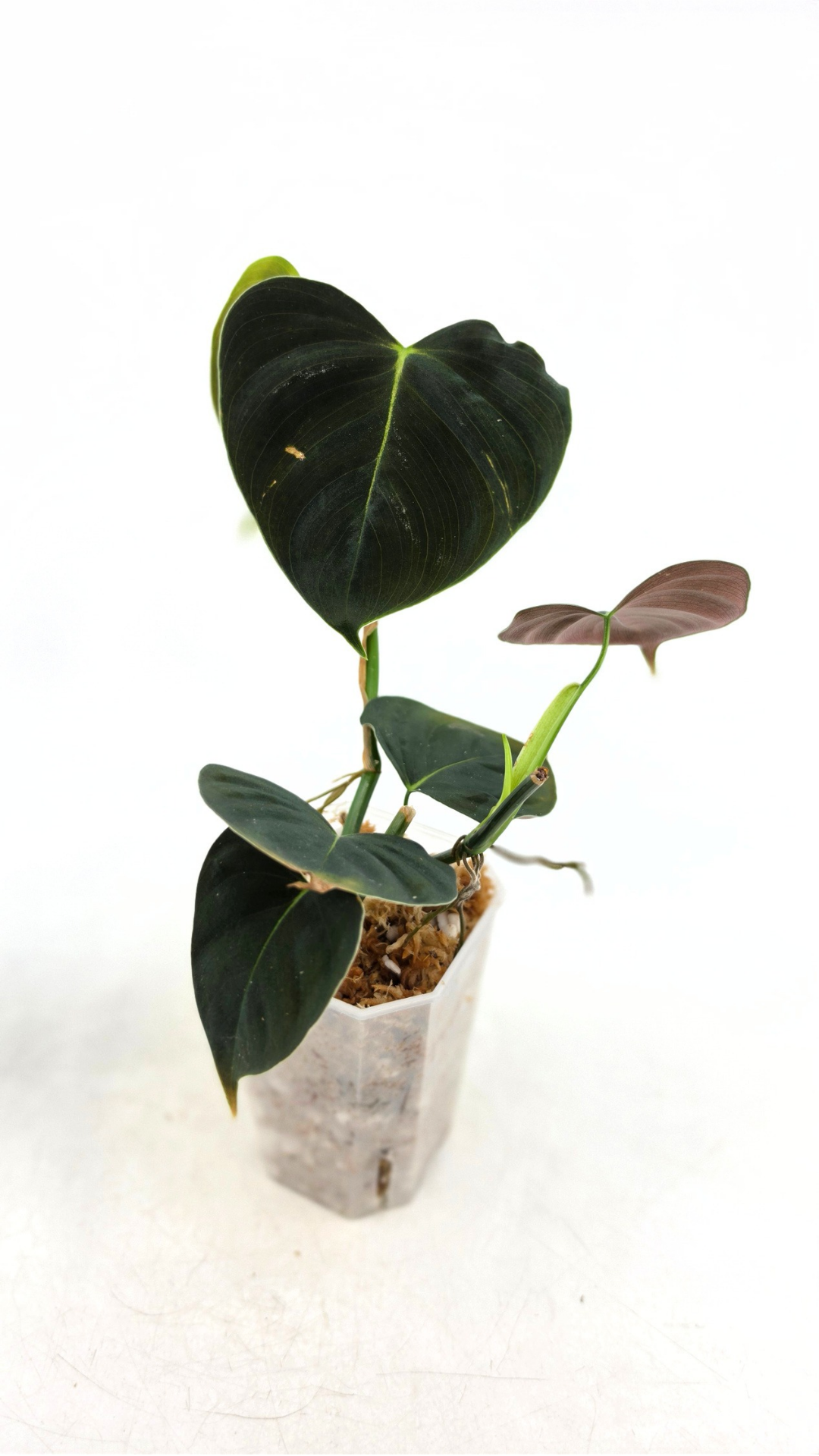 Rare indoor plant Philodendron Lupinum available for sale at rare house plant shop The Leaf Gallery in Perth, Western Australia