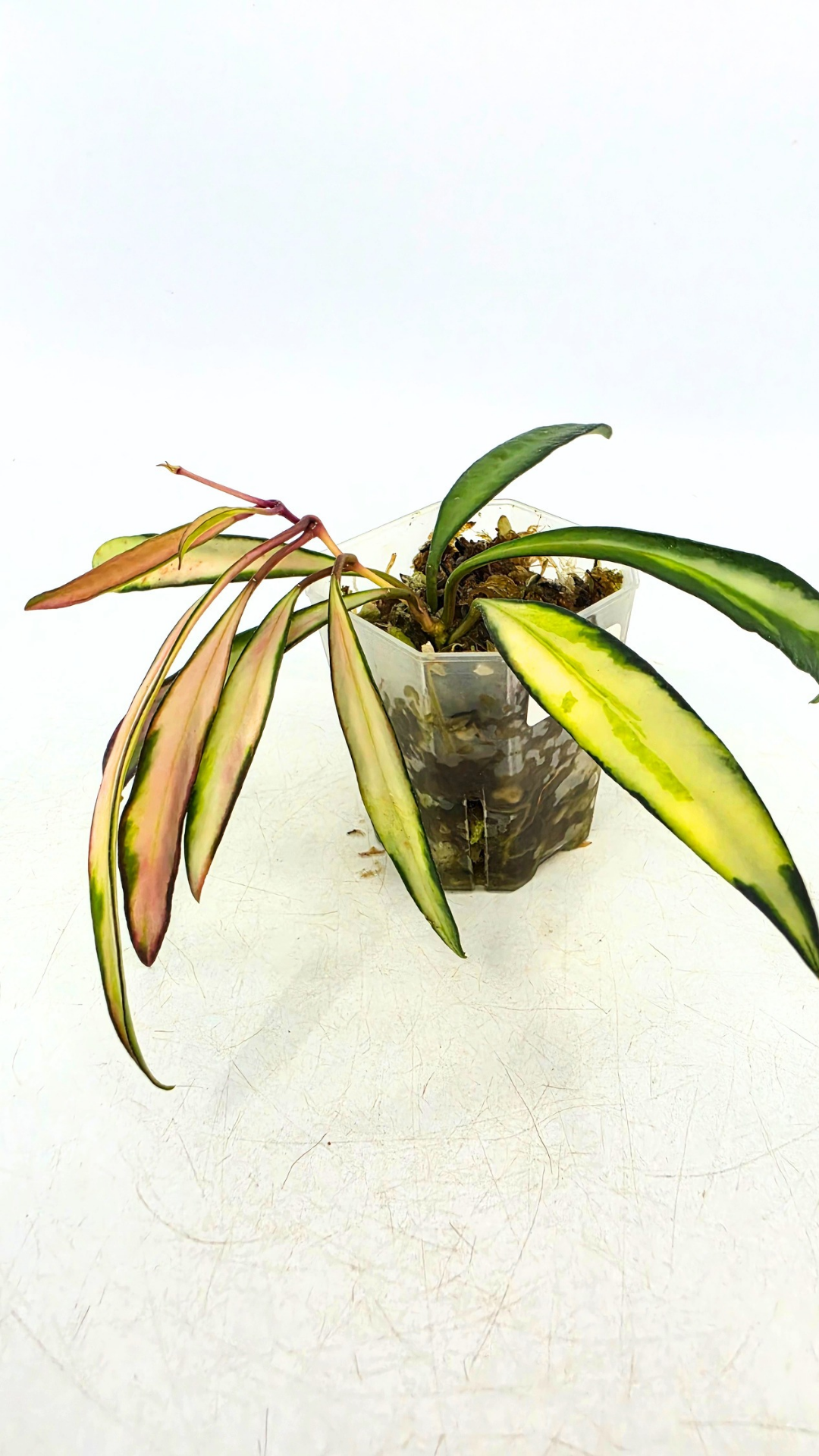 Rare waxplant Hoya Wayetii varigated available for sale at rare indoor plant shop The Leaf Gallery in Perth, Western Australia