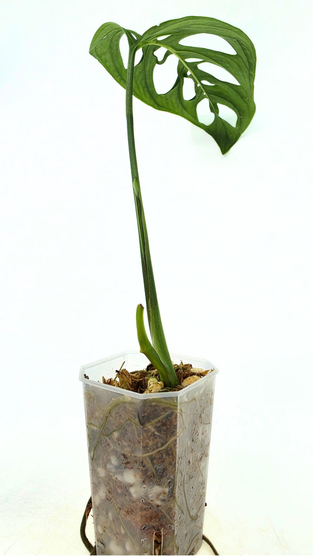 Rare indoor plant Monstera Esqueleto or Monstera Epipremnoides available for sale at rare plant shop The Leaf Gallery in Perth, Western Australia