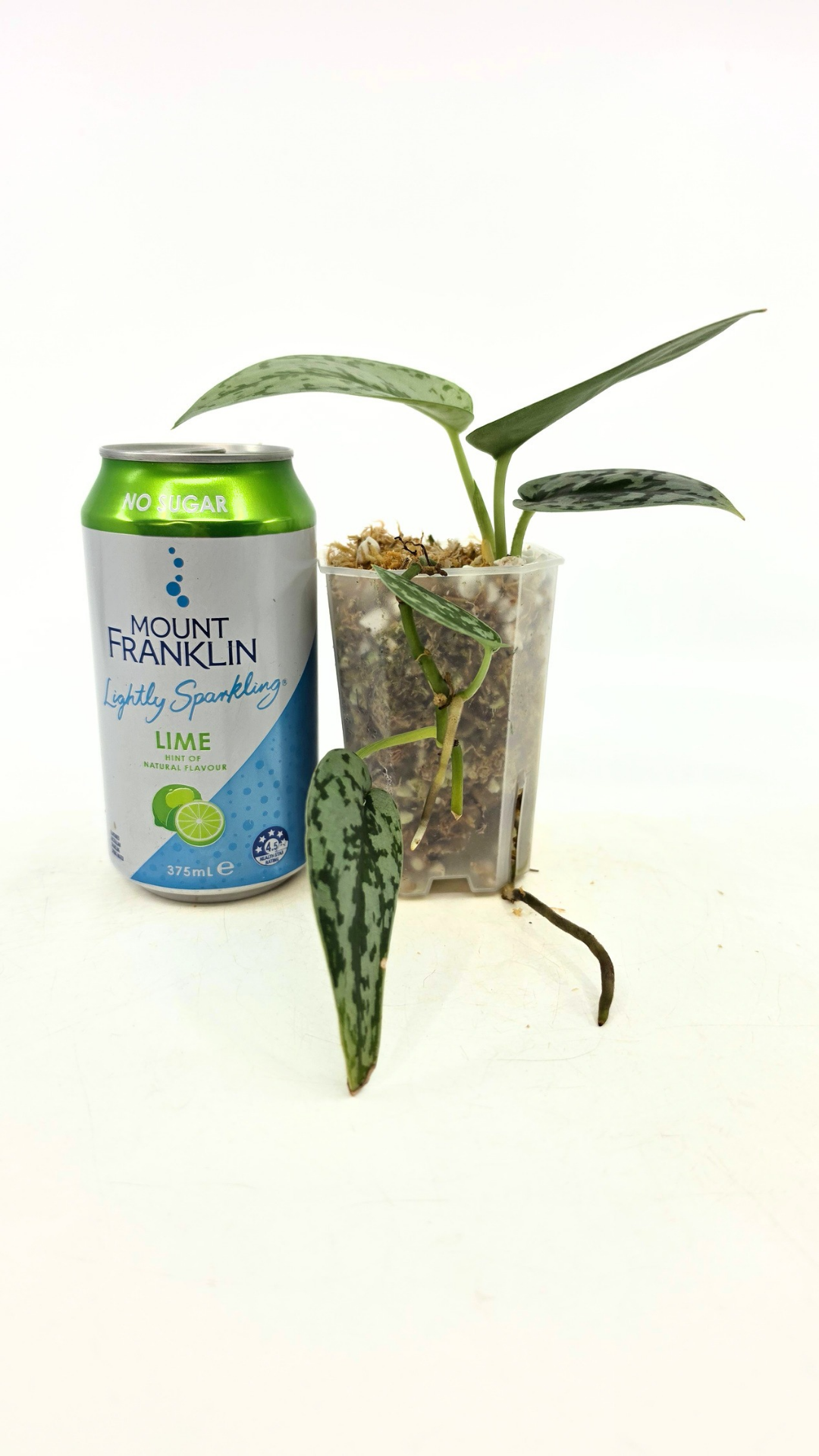 Uncommon indoor plant scindapsus pictus Silver Lady available for sale at rare plant shop The Leaf Gallery in Perth, Western Australia.