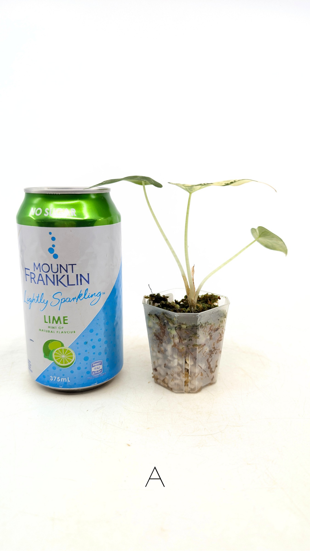 Rare indoor plant Alocasia Black Velvet Pink Variegated available for sale from rare house plant shop The Leaf Gallery in Perth, Western Australia