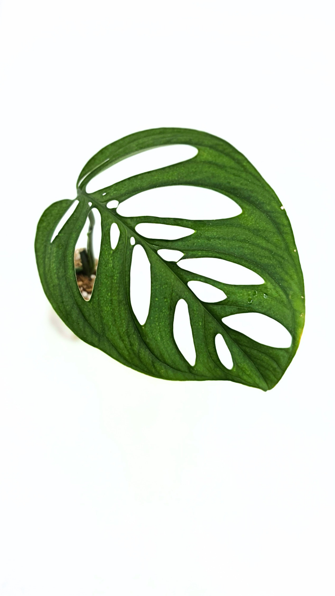 Rare indoor plant Monstera Esqueleto or Monstera Epipremnoides available for sale at rare plant shop The Leaf Gallery in Perth, Western Australia