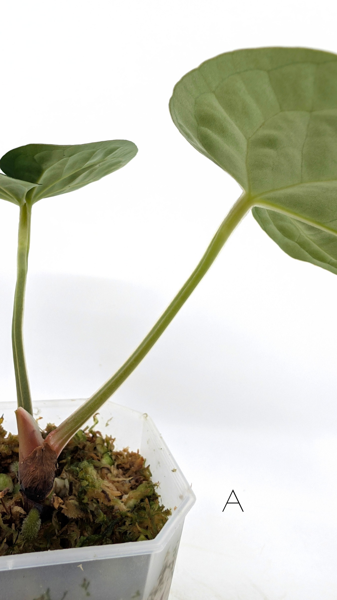 Rare Anthurium hybrid Silver Blush X Luxurians available for sale at rare indoor plant shop The Leaf Gallery in Perth, Western Australia