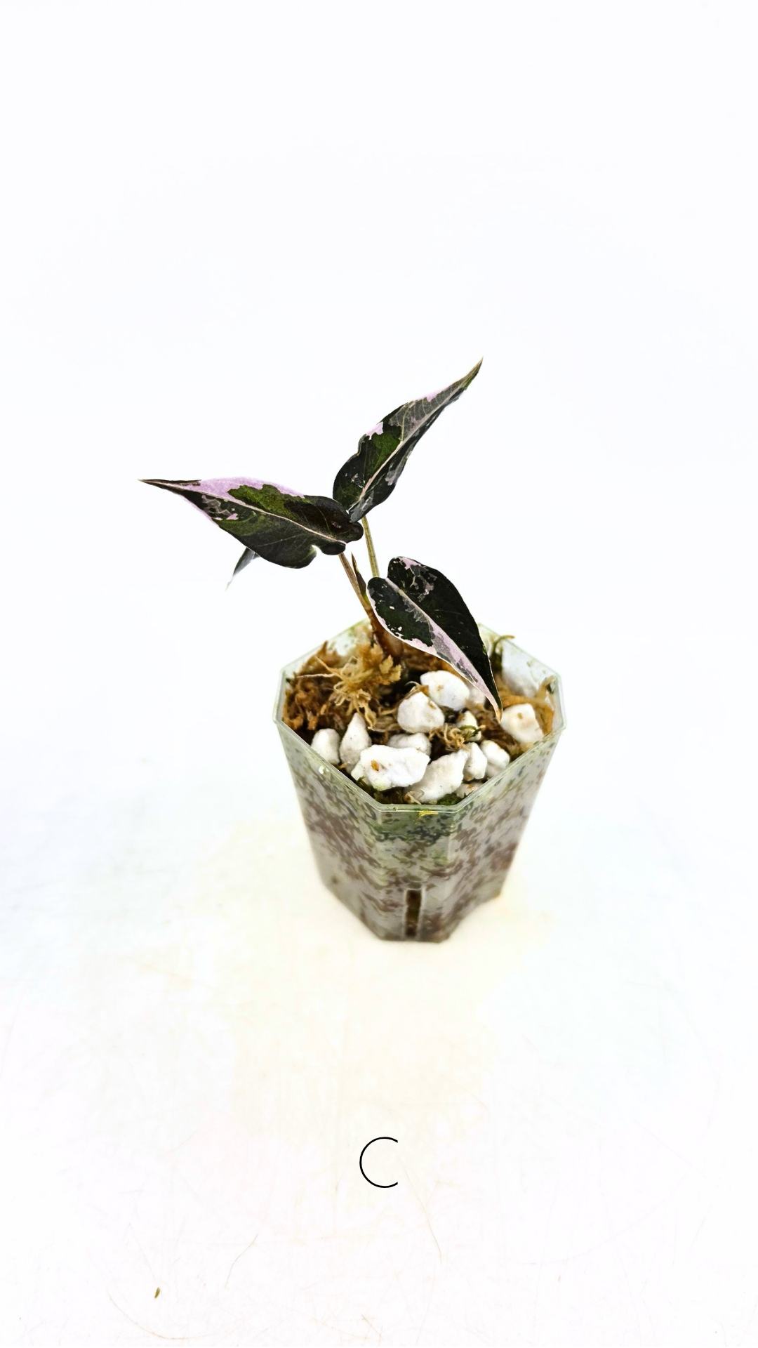 Rare indoor plant Alocasia Amazonica Bambino Pink TC plantlets available for sale at rare houseplant shop The Leaf Gallery in Perth, Western Australia