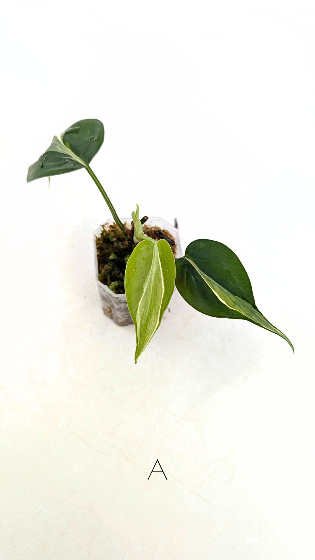 Rare indoor plant Philodendron Rio available at rare plant shop The Leaf Gallery in Perth, Western Australia.