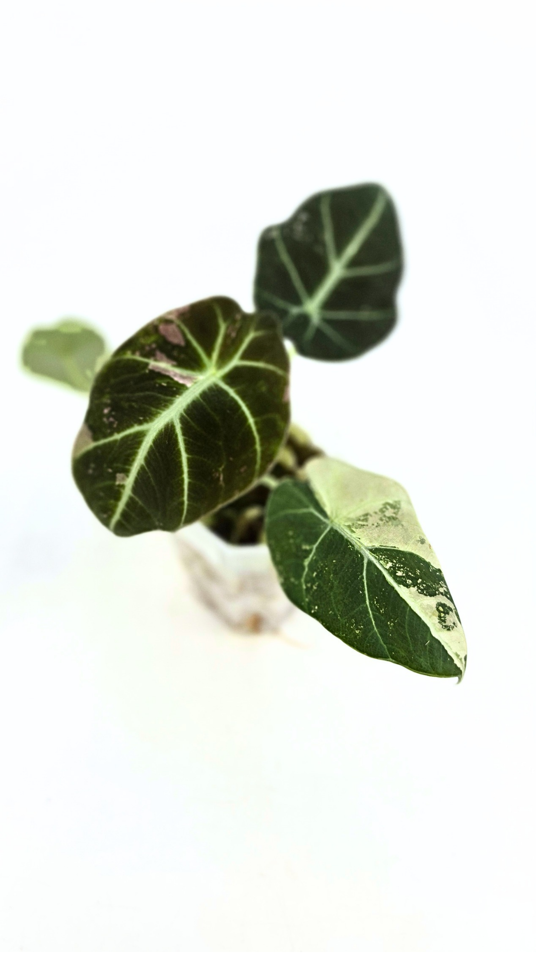 Rare indoor plant Alocasia Black Velvet Pink Variegated available for sale from rare house plant shop The Leaf Gallery in Perth, Western Australia