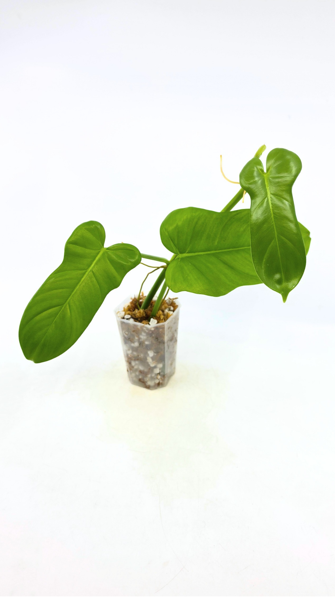 Uncommon Philodendron Bipennifolium (Horsehead / Violin) by the Leaf Gallery in Perth, Western Australia
