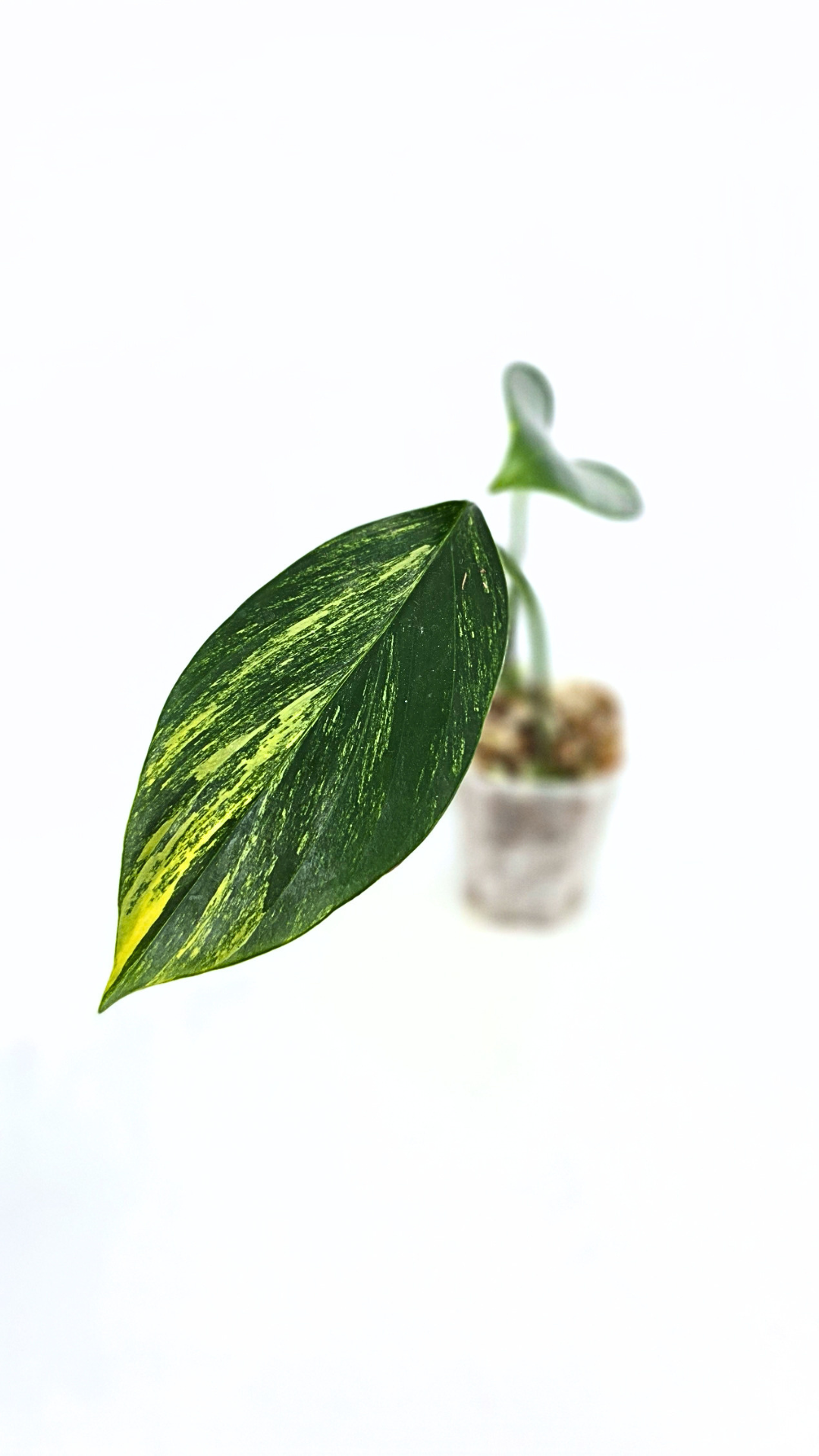 Rare indoor plant Raphidophora Decursiva Varigated (Dragon's Tail Varigated) by rare plant shop The Leaf Gallery in Perth, Western Australia
