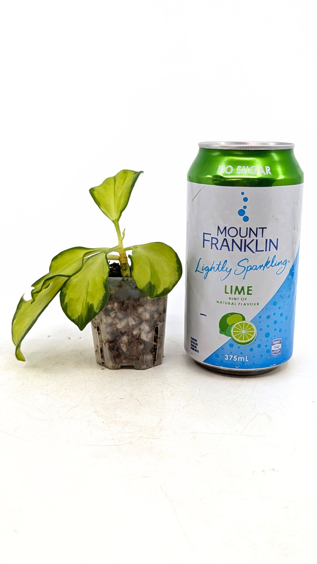 Rare waxplant Hoya Subquintupllinervis Inner Variegated, formerly known as Hoya Pachyclada available for sale at rare indoor plant shop The Leaf Gallery in Perth, Western Australia