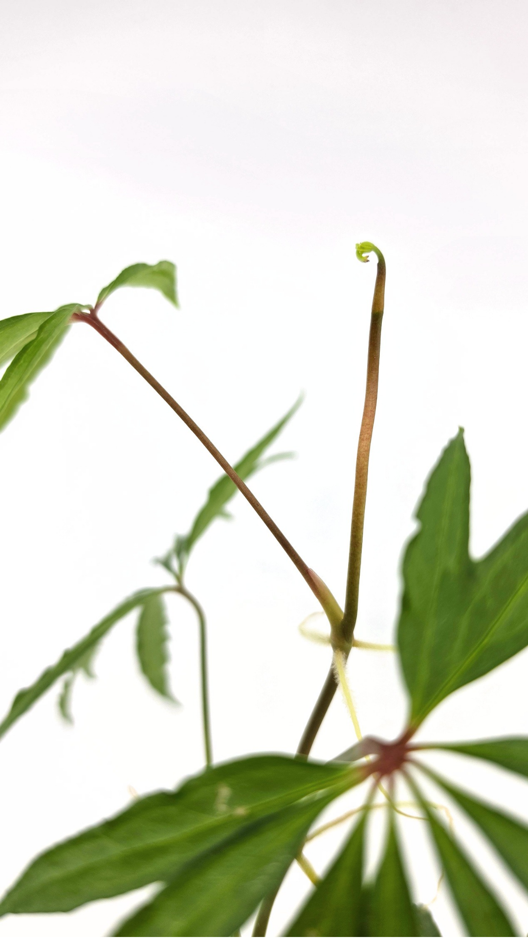 Hard to find vining house plant Anthurium Polystictum available for sale at rare plant shop The Leaf Gallery in Perth, Western Australia.