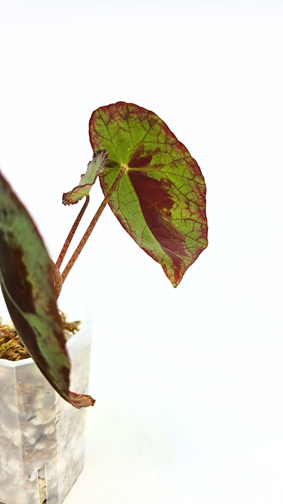 Rare Begonia Burkillii Green form available for sale at rare plant shop The Leaf Gallery in Perth, Western Australia