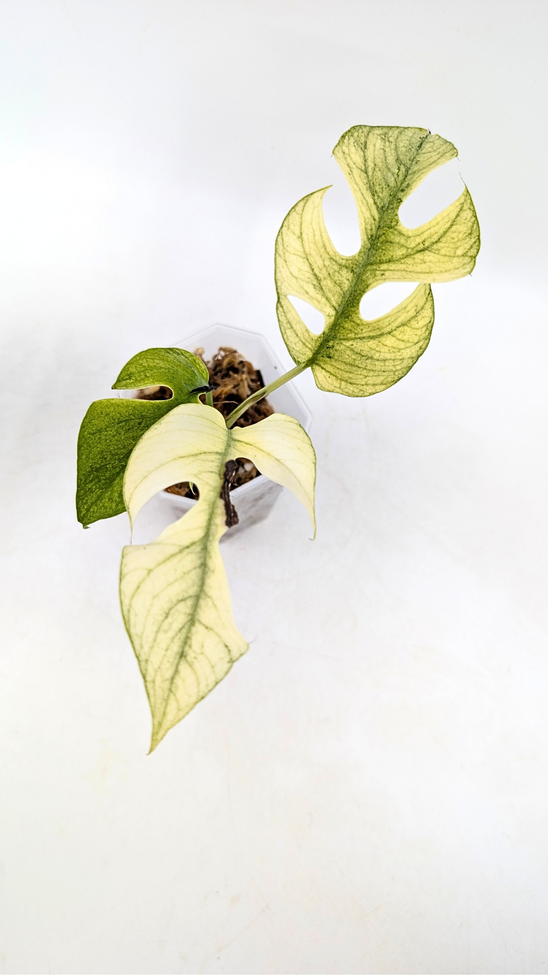 Rare indoor plant Raphidophora Tetrasperma Mint Varigated for sale by rare plant shop The Leaf Gallery in Perth, Western Australia