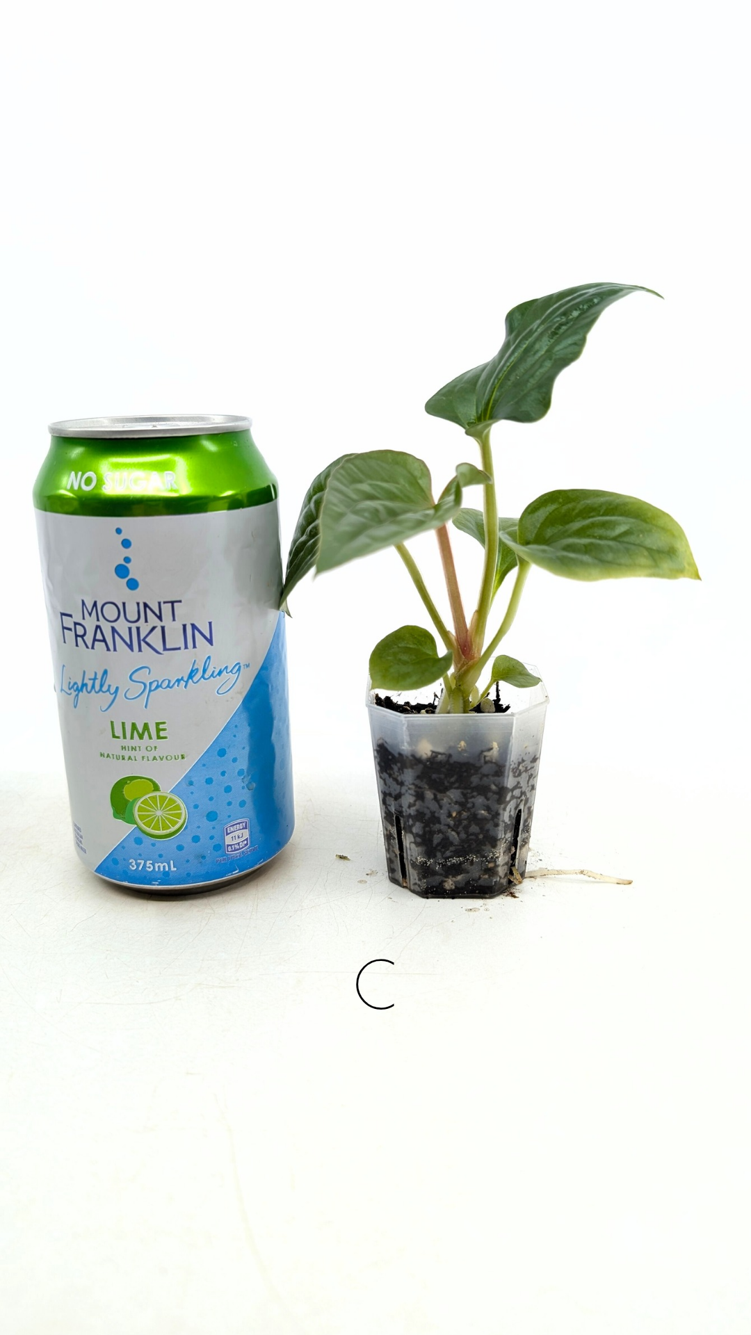 Rare indoor plant Anthurium Luxurians available for sale at rare house plant shop The Leaf Gallery in Perth, Western Australia
