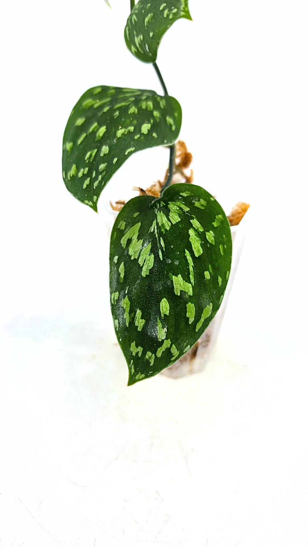 Rare indoor plant Scindapsus Pictus Haask Snake Scale Available for sale at rare plant shop The Leaf Gallery in Perth, Western Australia