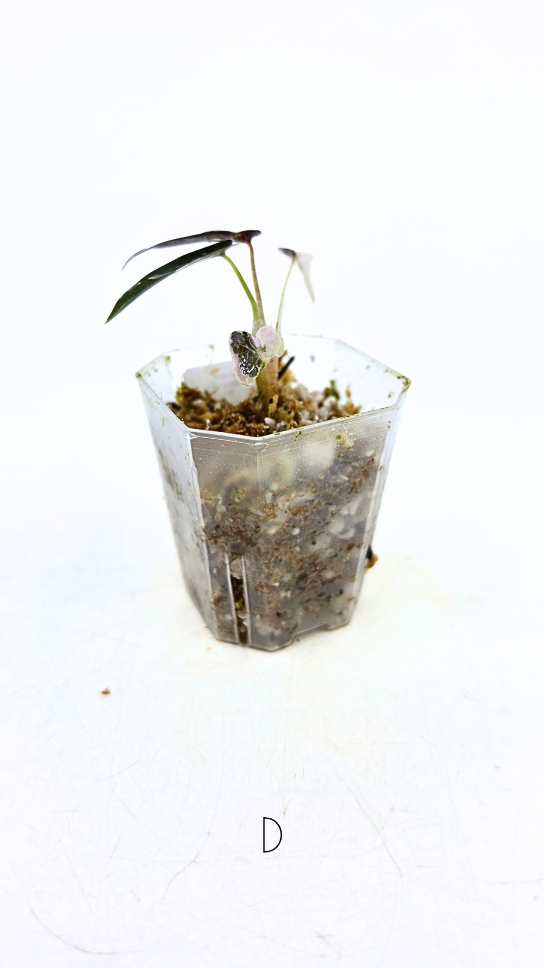 Rare indoor plant Alocasia Amazonica Bambino Pink TC plantlets available for sale at rare houseplant shop The Leaf Gallery in Perth, Western Australia
