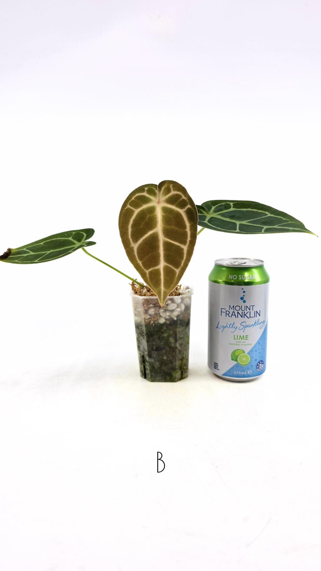 Rare anthurium hybrid Anthurium Dark Forgetii x Bessae Aff X Anthurium Michelle by The Leaf Gallery in Perth, Western Australia