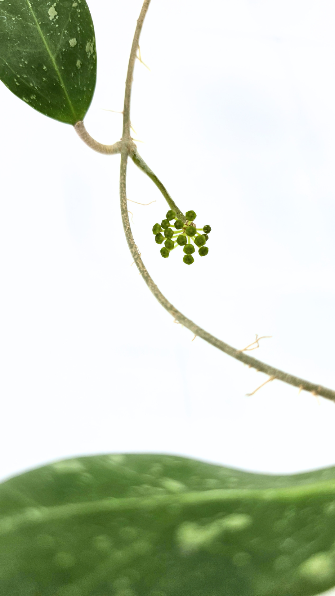 Rare waxplant Hoya sp Para Splash available for sale at rare indoor plant shop The Leaf Gallery in Perth, Western Australia