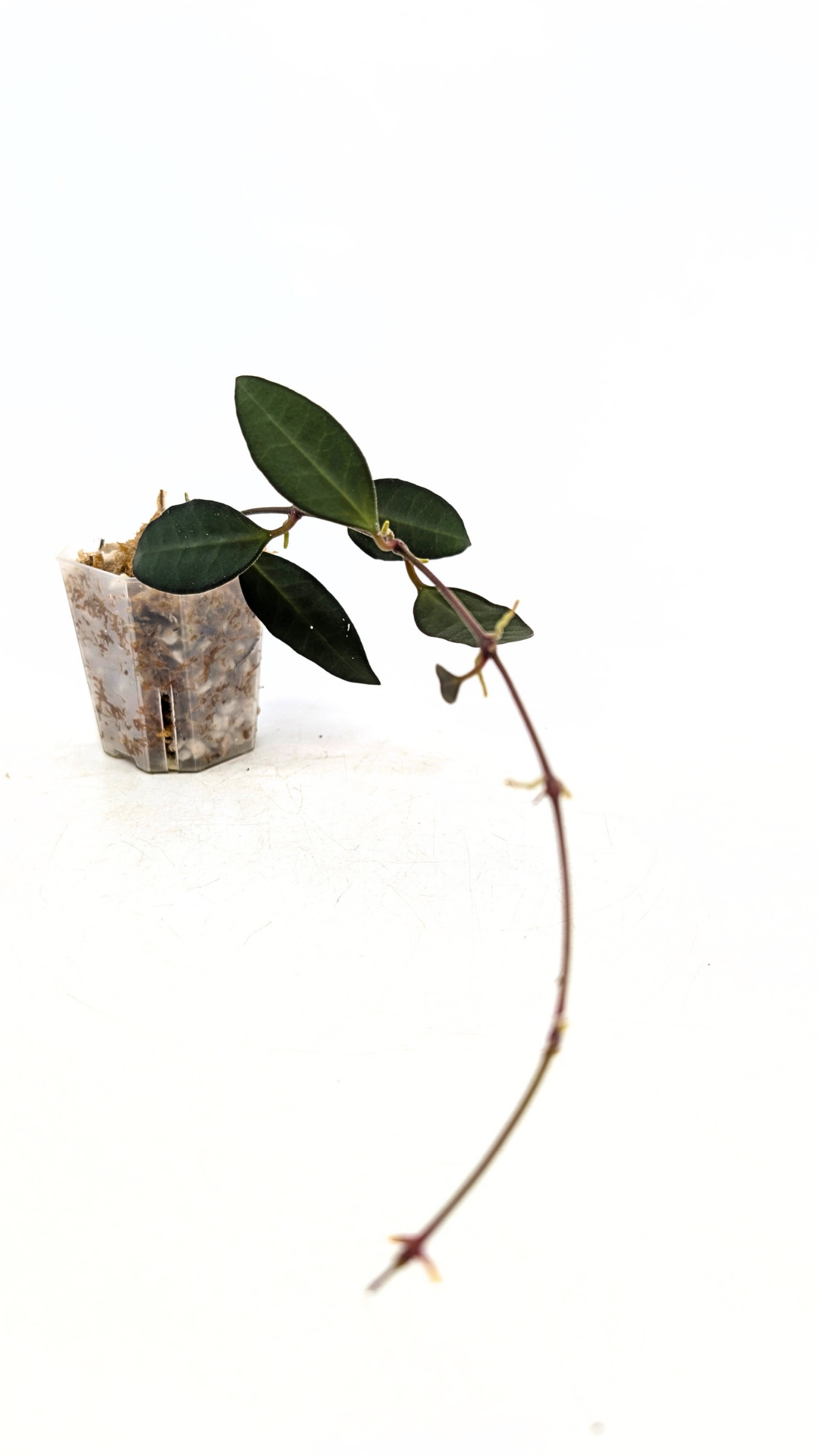 Rare waxplant Hoya Rosita available for sale at rare plant shop The Leaf Gallery in Perth, Western Australia